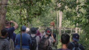 Turut pelestarian orang utan